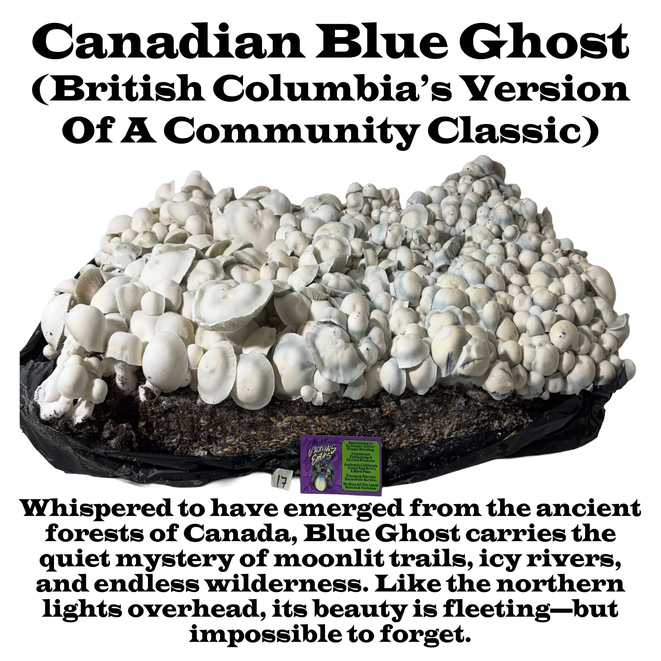 #17 Blue Ghost