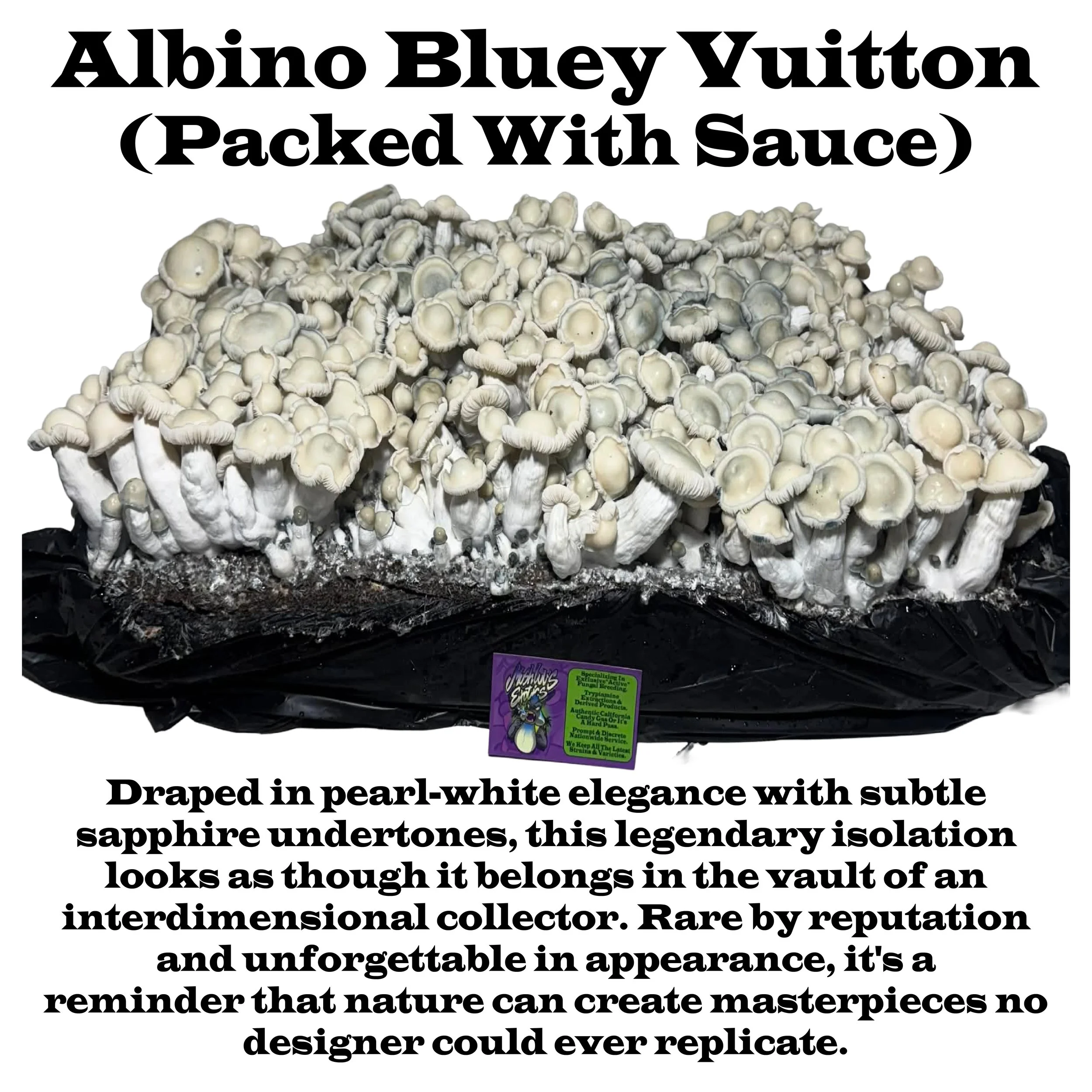 Albino Bluey Vuitton Label Squared 2026.jpg
