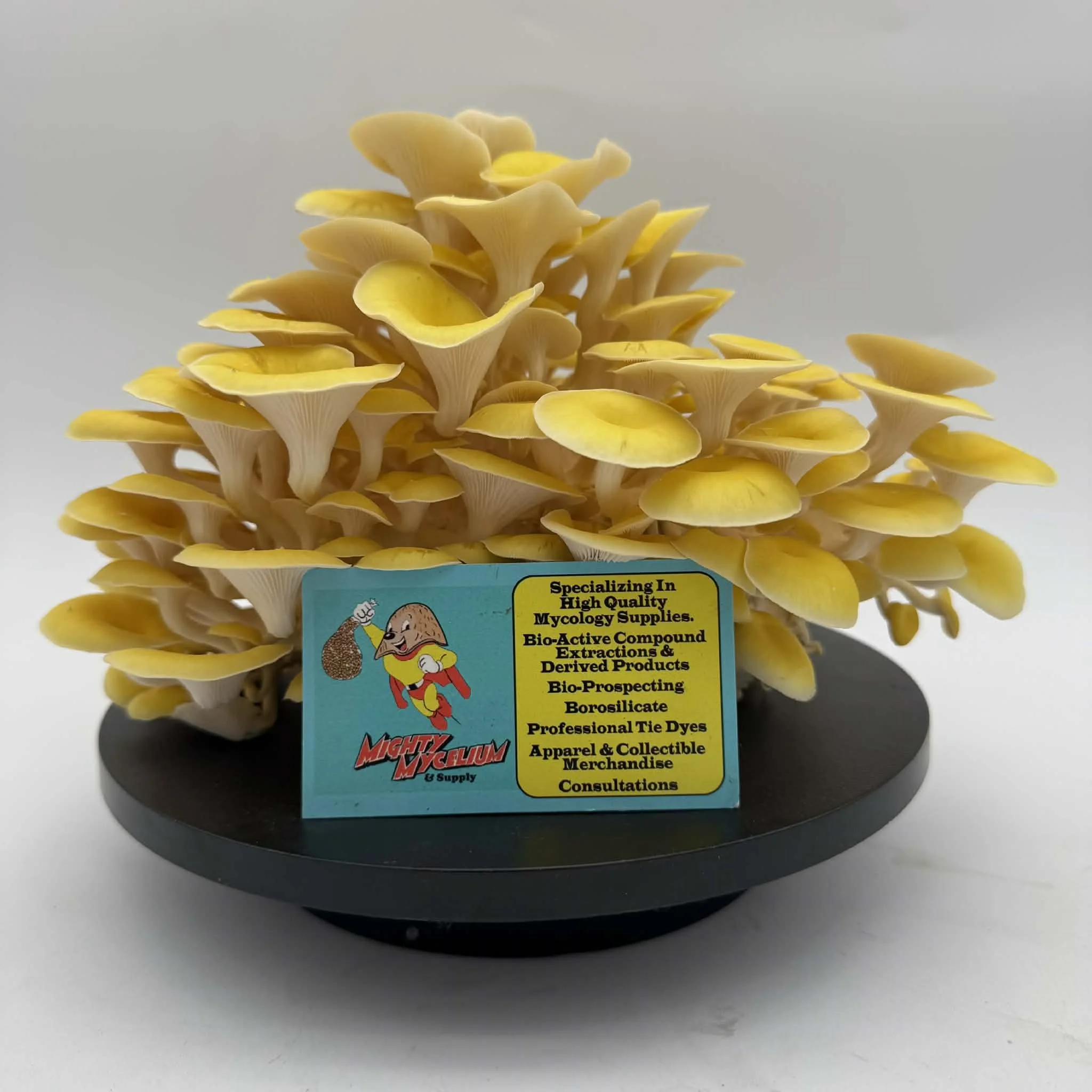 Golden Oyster (Pleurotus Citrinopileatus) Long Term Storage Slant / Vial