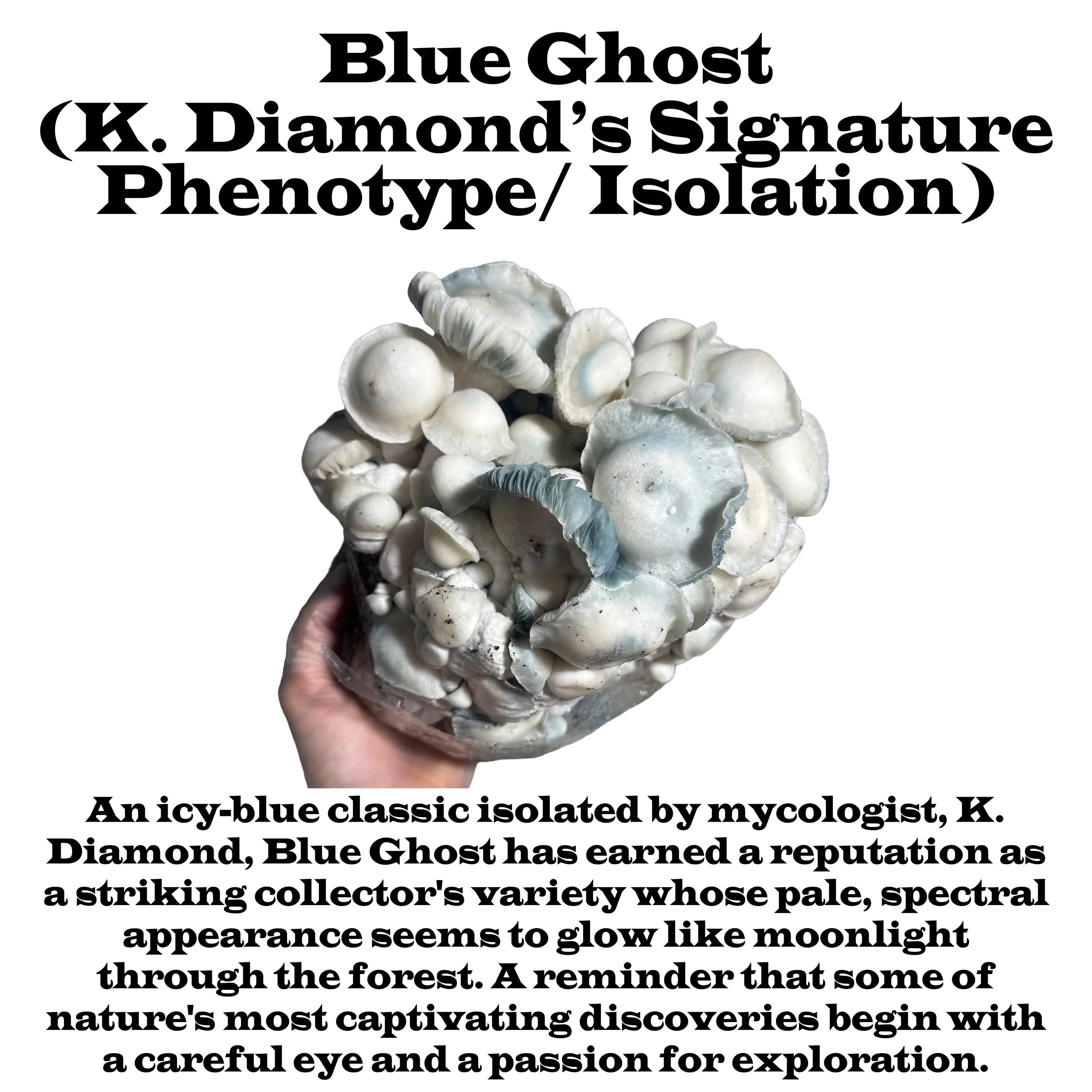 KD's Blue Ghost