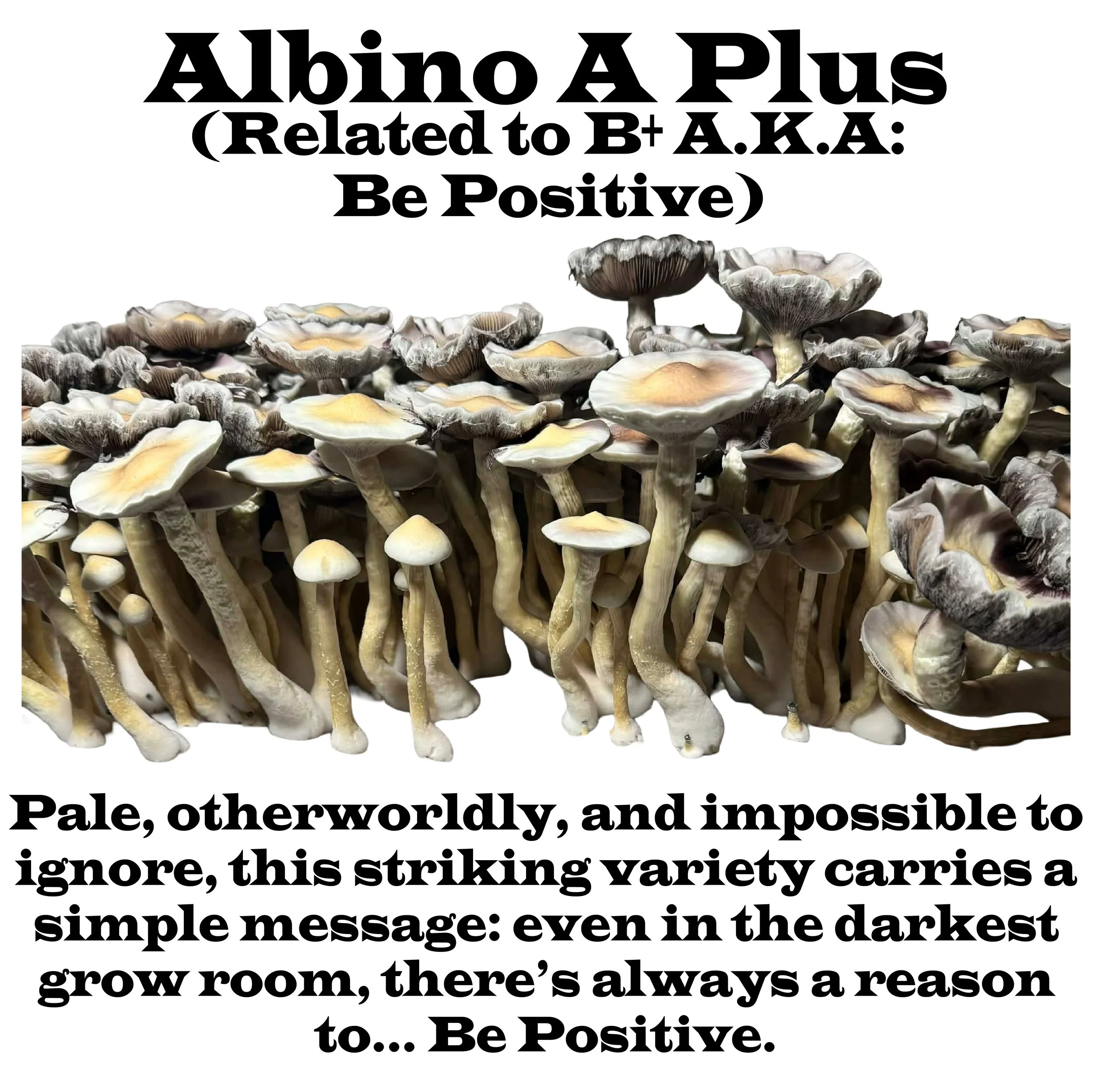 Albino A Plus (AA+)