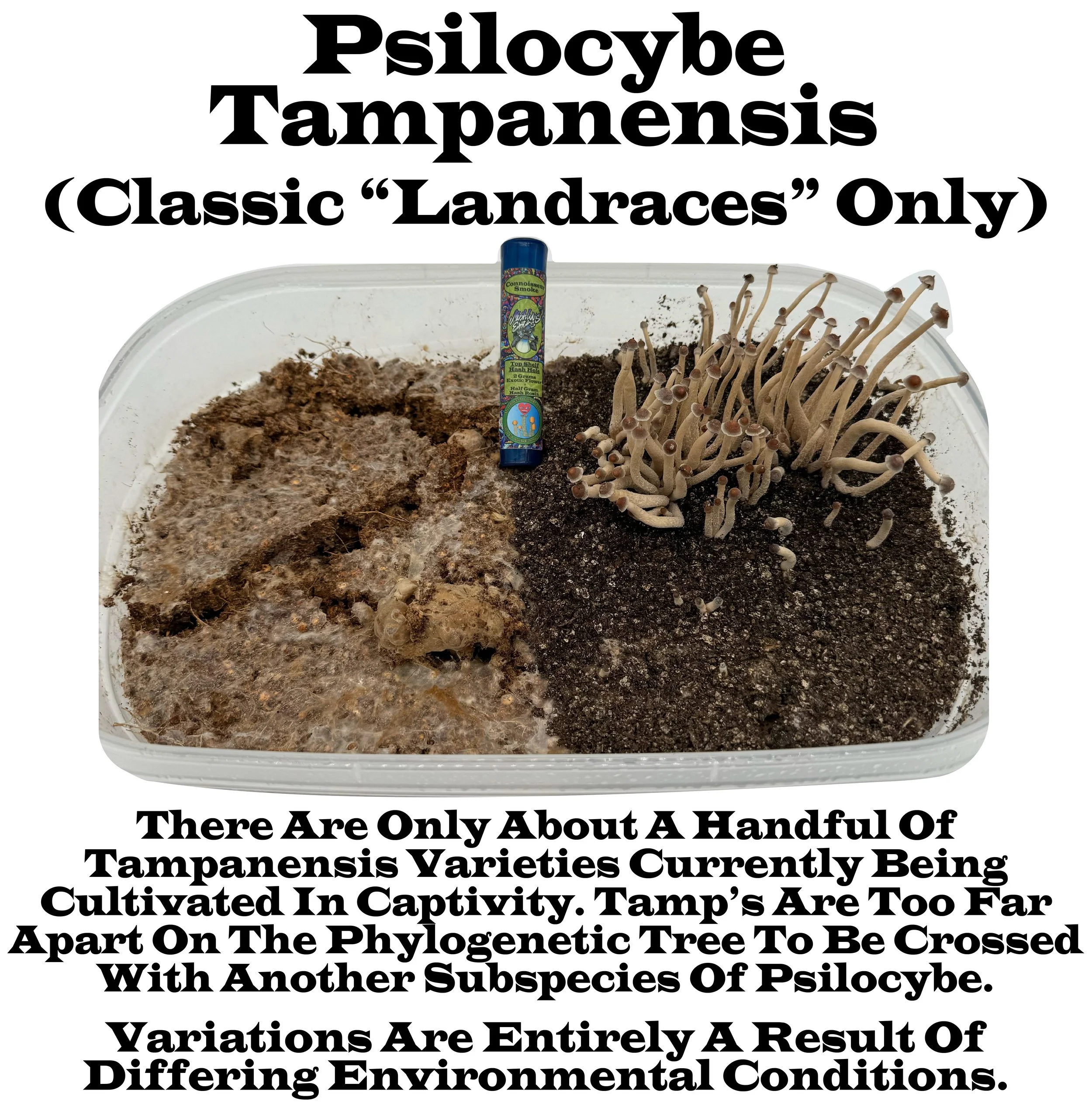 Psilocybe Tampanensis "Medusa" Variety