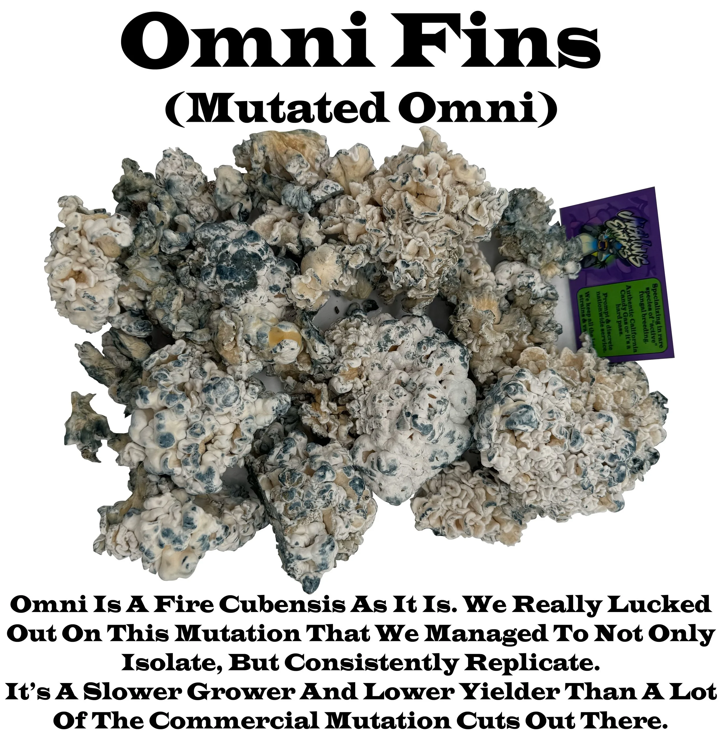 Omni "Fins" Mutation