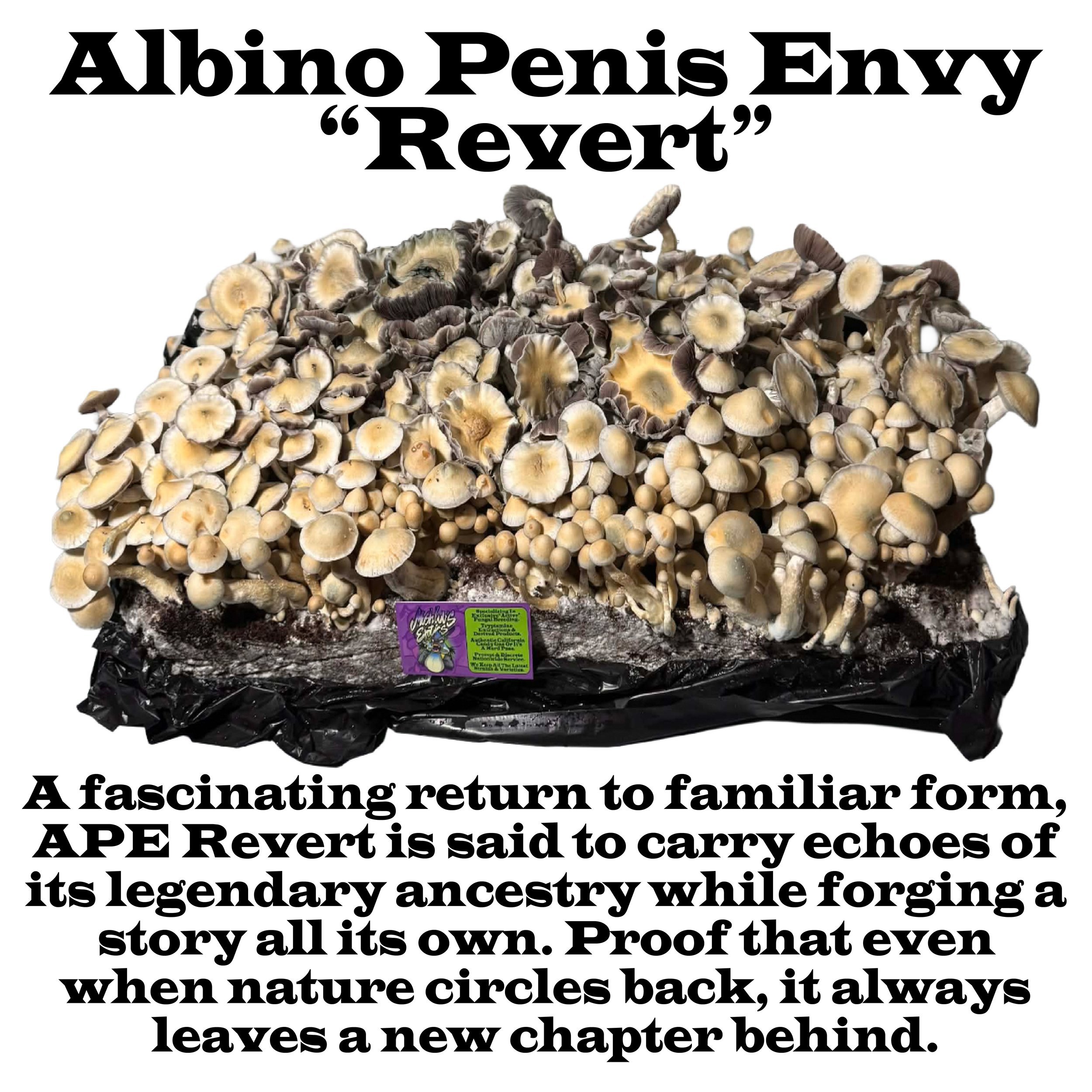 APE Revert