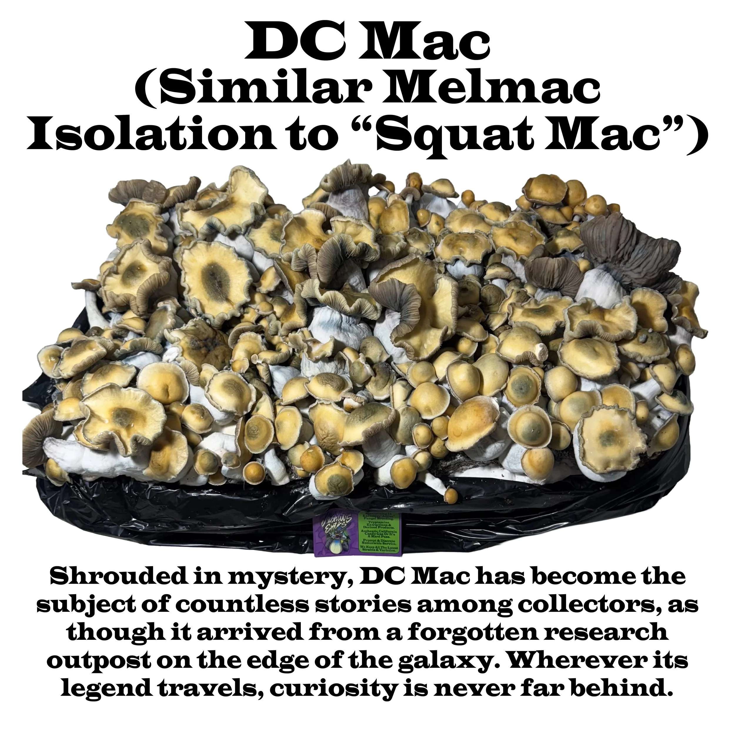 DC Mac Label Squared 2026.jpg