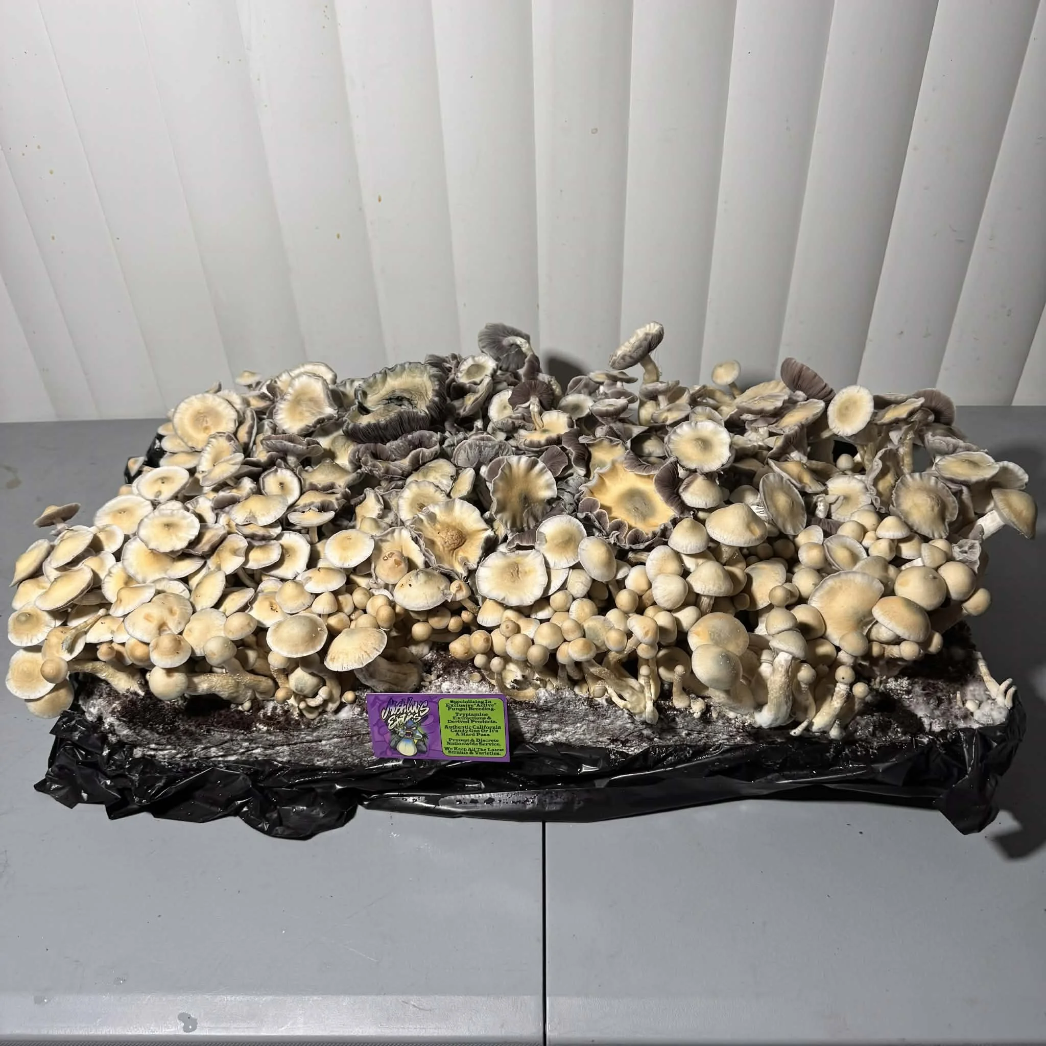 cb93390f-5bc0-4ab9-a158-5a3e49f2137e.jfif