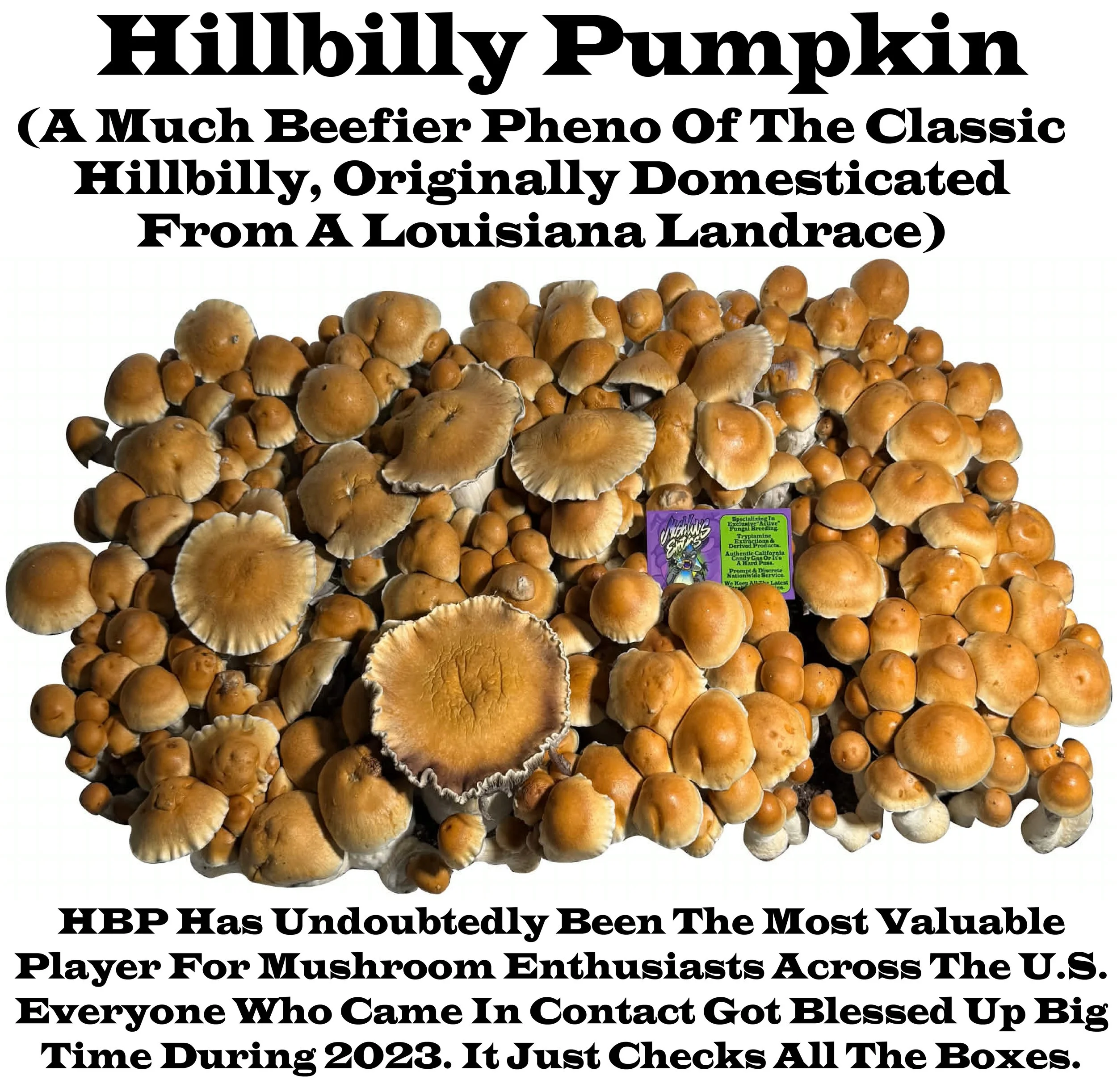 Hillbilly Pumpkin Label V2.jpg