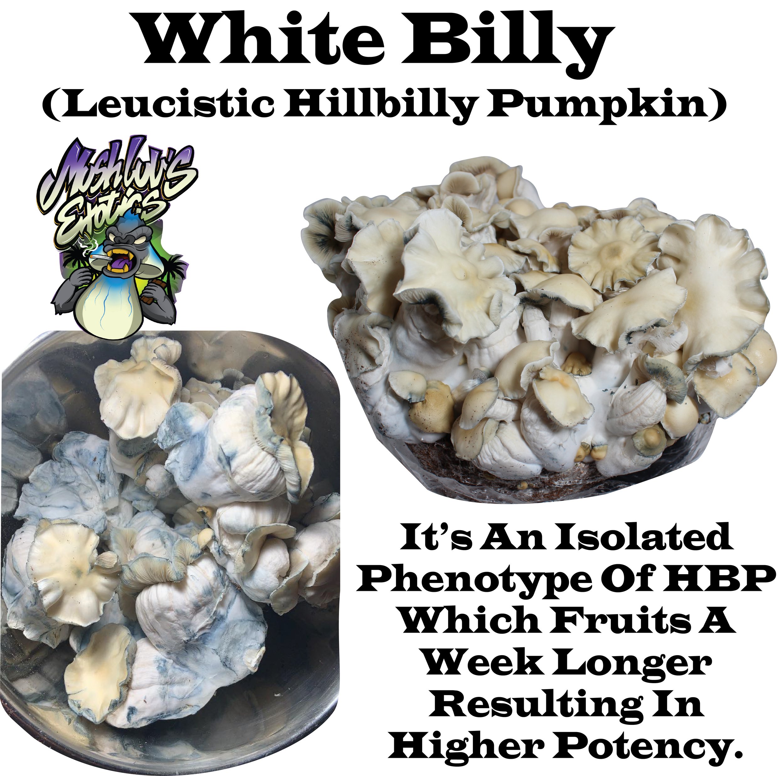 Whitebilly (Leucistic Hillbilly Pumpkin)