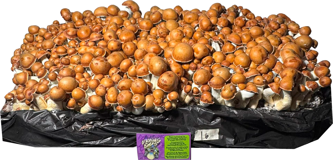 #16 Penis Envy Pumpkin No Background PNG.png