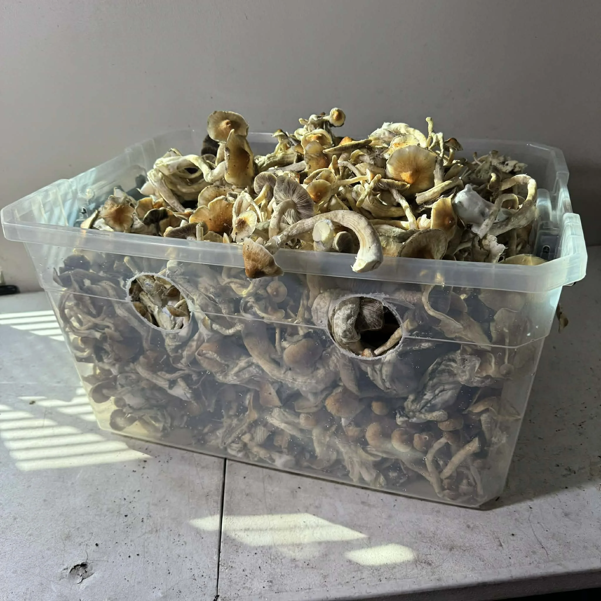 d0769575-8c9b-4ab8-92fa-09e02bbb4053.jfif