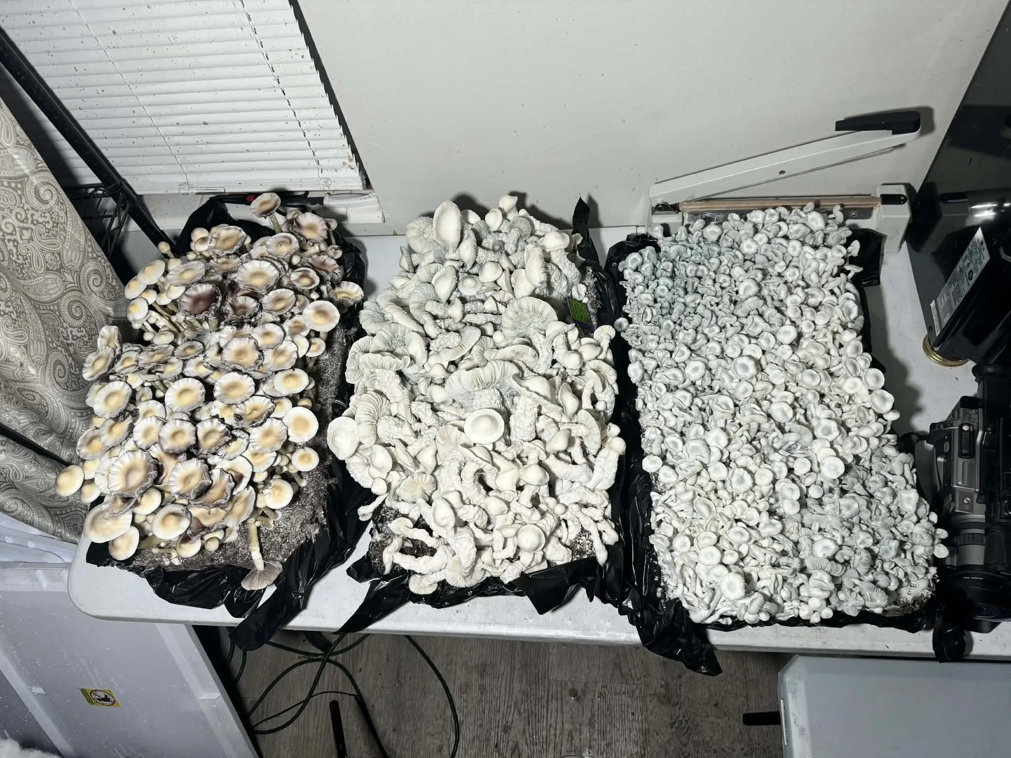 3 Different Tubs V1