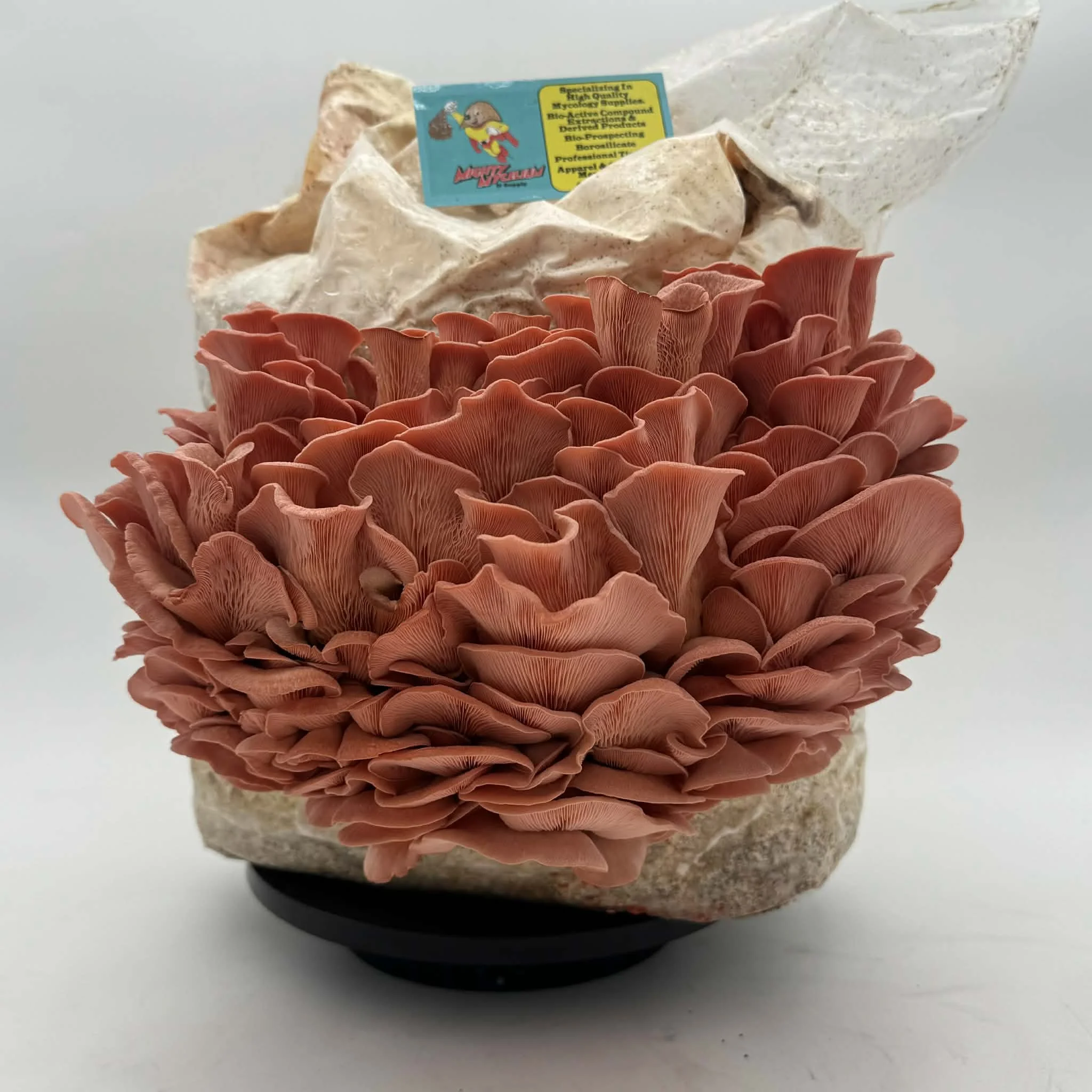 Pink Oyster (Pleurotus Djamor) Mushroom Fruitbodies Heat Dehydrated