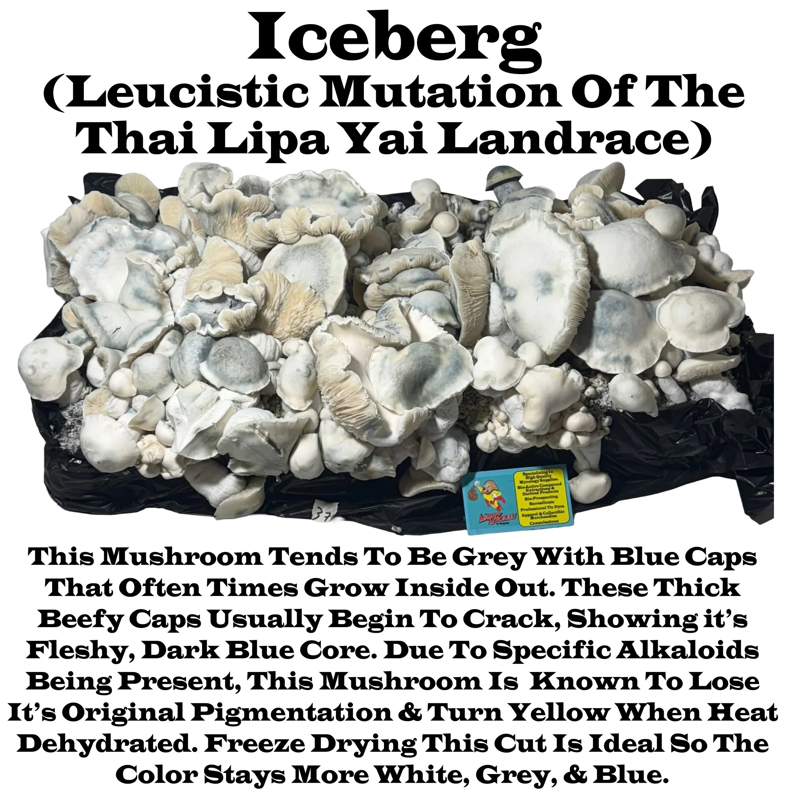 Iceberg
