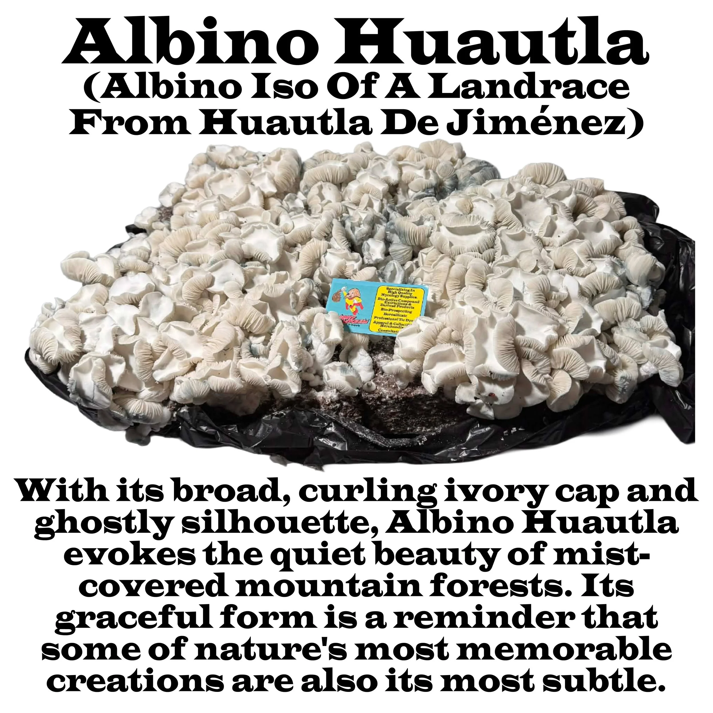 Albino Huautla Squared 2026.jpg