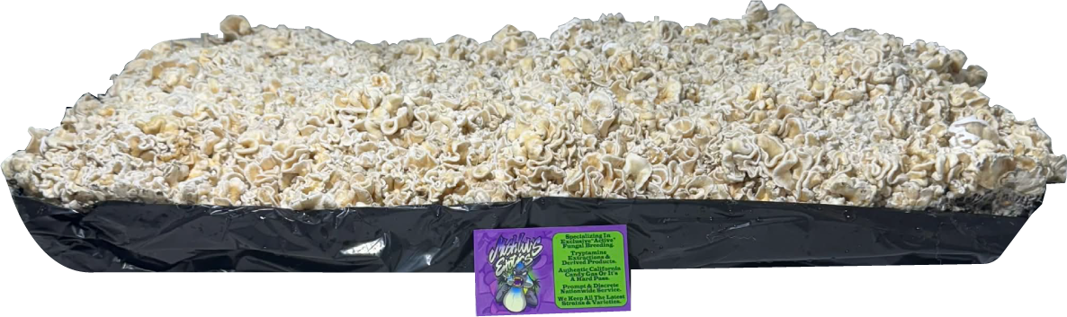 Chocolate Krinkle Brains No Background PNG.png