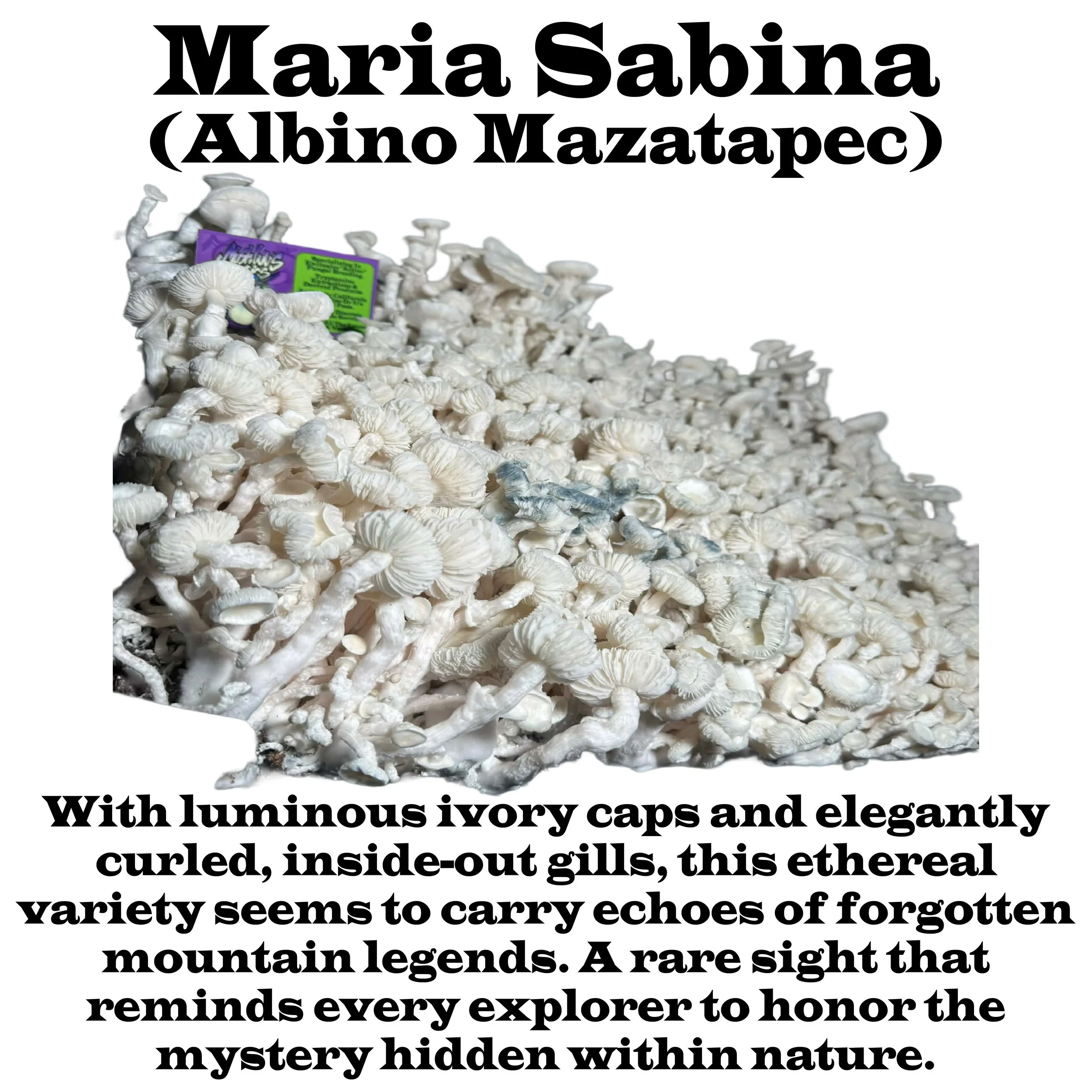#4 Maria Sabrina