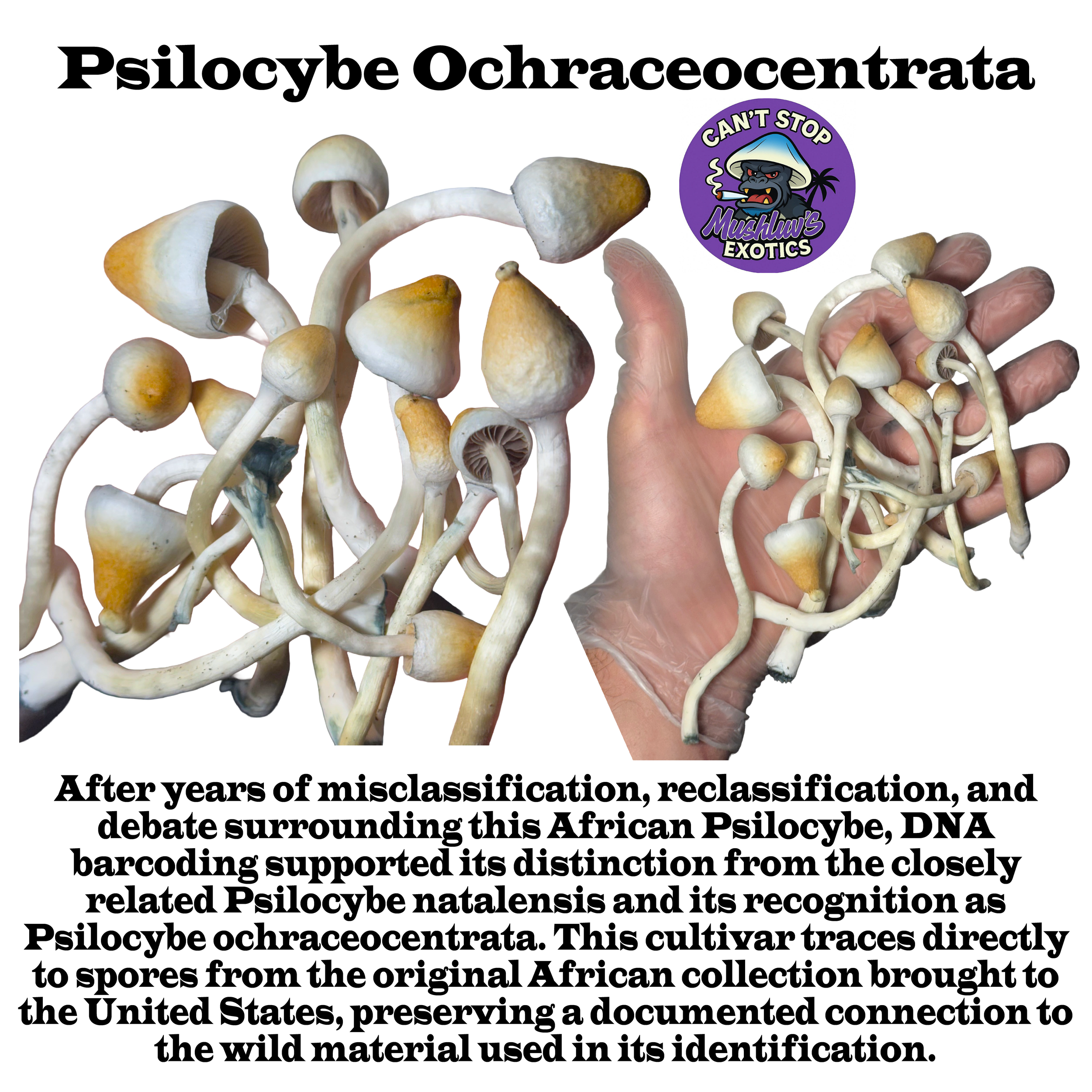 Psilocybe Ochraceocentrata Label Squared 2026 V2.png