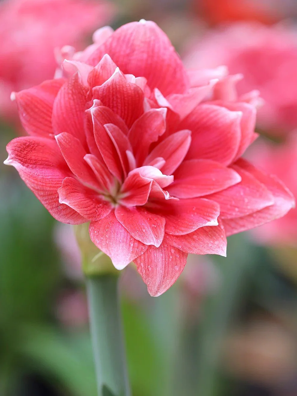 Amaryllis - Double Dream