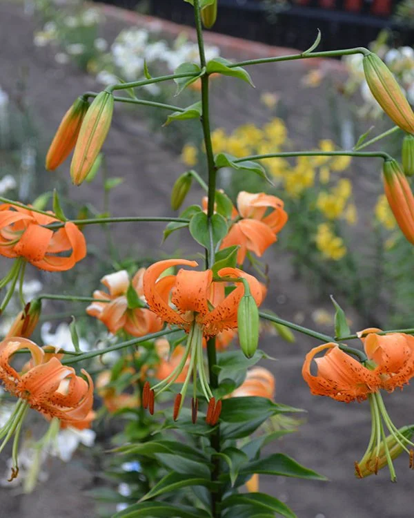 Liliy_Species_Lilium_henryi_Select_Lily_Nook.jpg