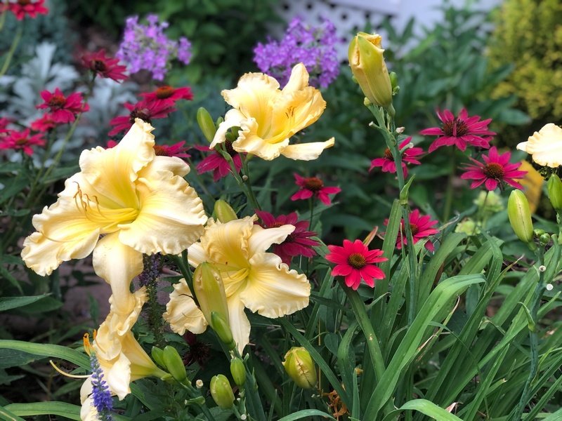 sue-waltemath-garden-web001.jpg