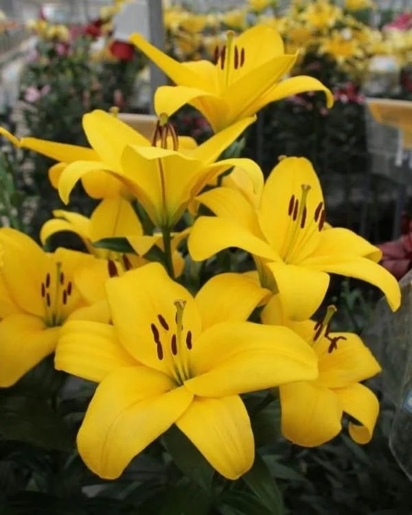Lily_TA_Fuenta_Lily_Nook.jpg