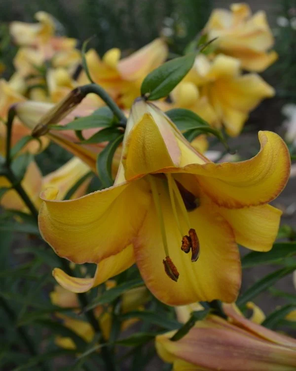 Lily_T_Griesbach_Tetra_Apricot_Lily_Nook.jpg