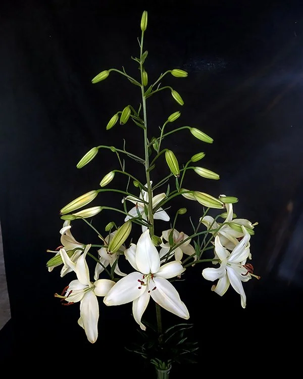 Lily_Asiatic_Casper_Chuck_Robinson.jpg