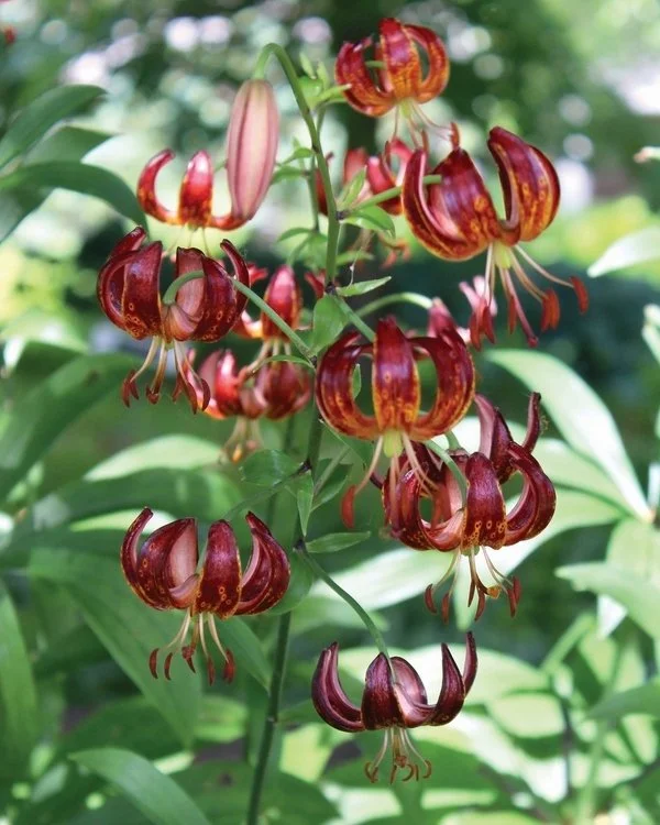 Lily_Martagon_Dalhansonii_Chuck_Robinson.jpg