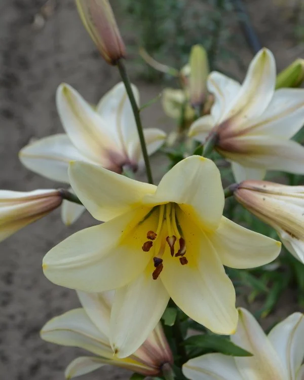 Lily_TA_Creamy_Belles_Lily_Nook.jpg