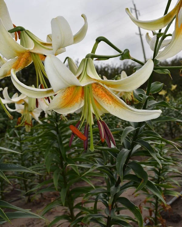 Lily_T_White_Amber_Lily_Nook.jpg