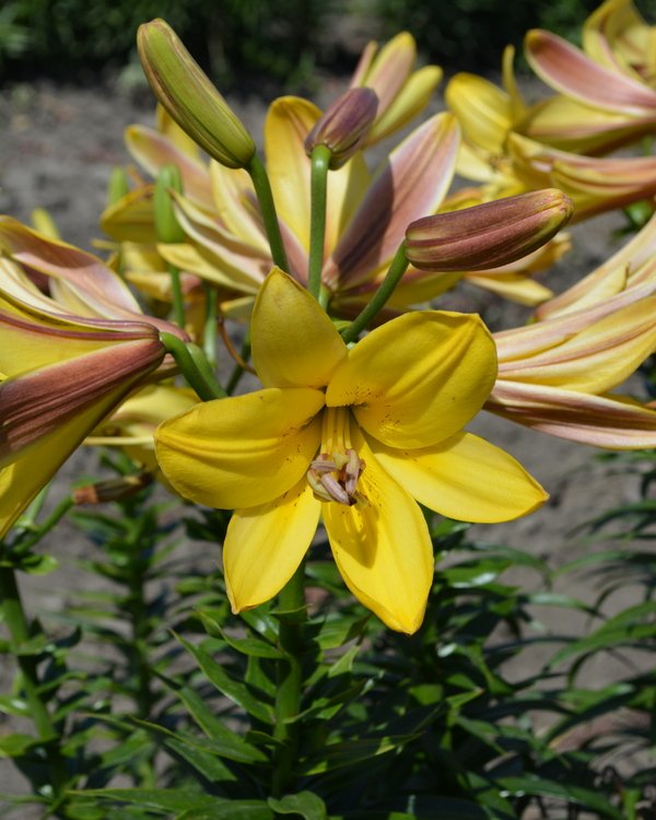 Lily_TA_Golden_Belles_Lily_Nook.jpg