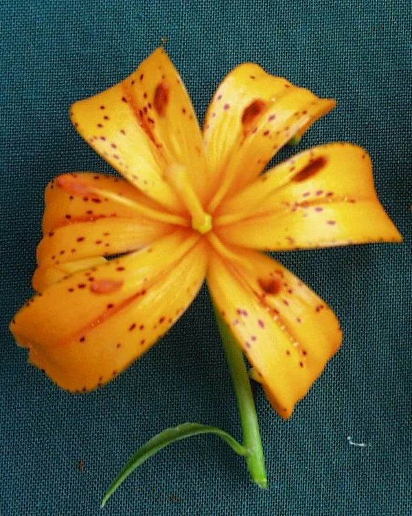 Lily_Species_Tsingense_Leanne_Dowd.jpg