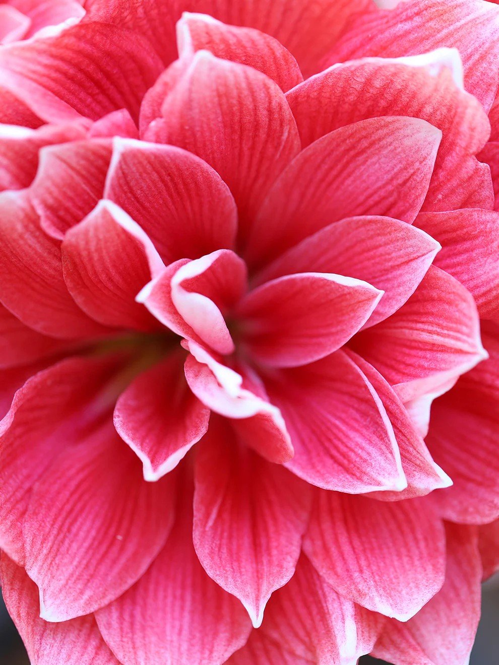 Jumbo_Amaryllis_Double_Dream-4.jpg