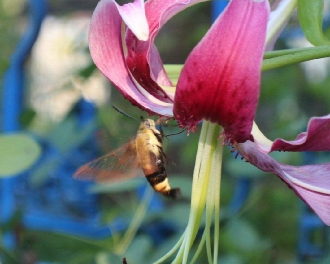 Moth visiting a lily flower in the garden.