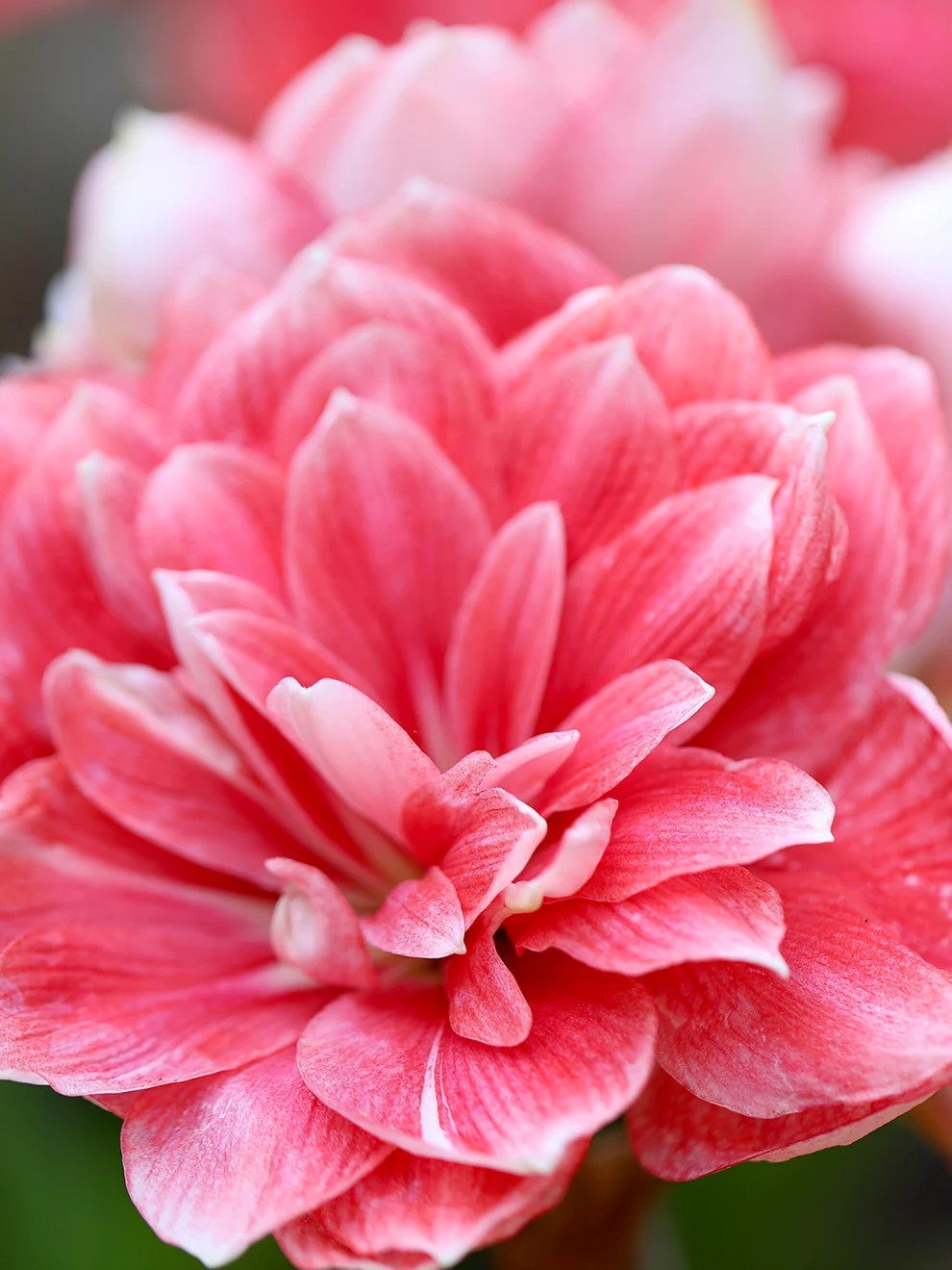 Jumbo_Amaryllis_Double_Dream-1.jpg