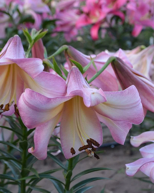 Lily_OT_Evening_Glow_Lily_Nook.jpg