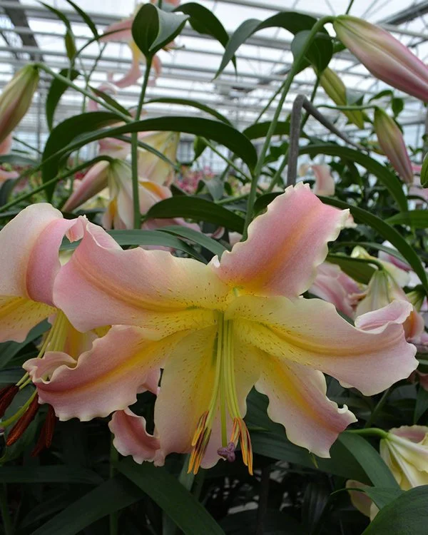 Lily_OT_Elusive_Lily_Nook.jpg