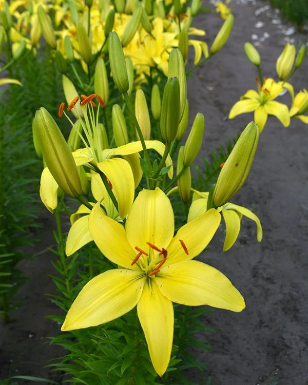 house plant that looks like corn stalk Corn Plant — Green Acres Nursery & Supply main image 0