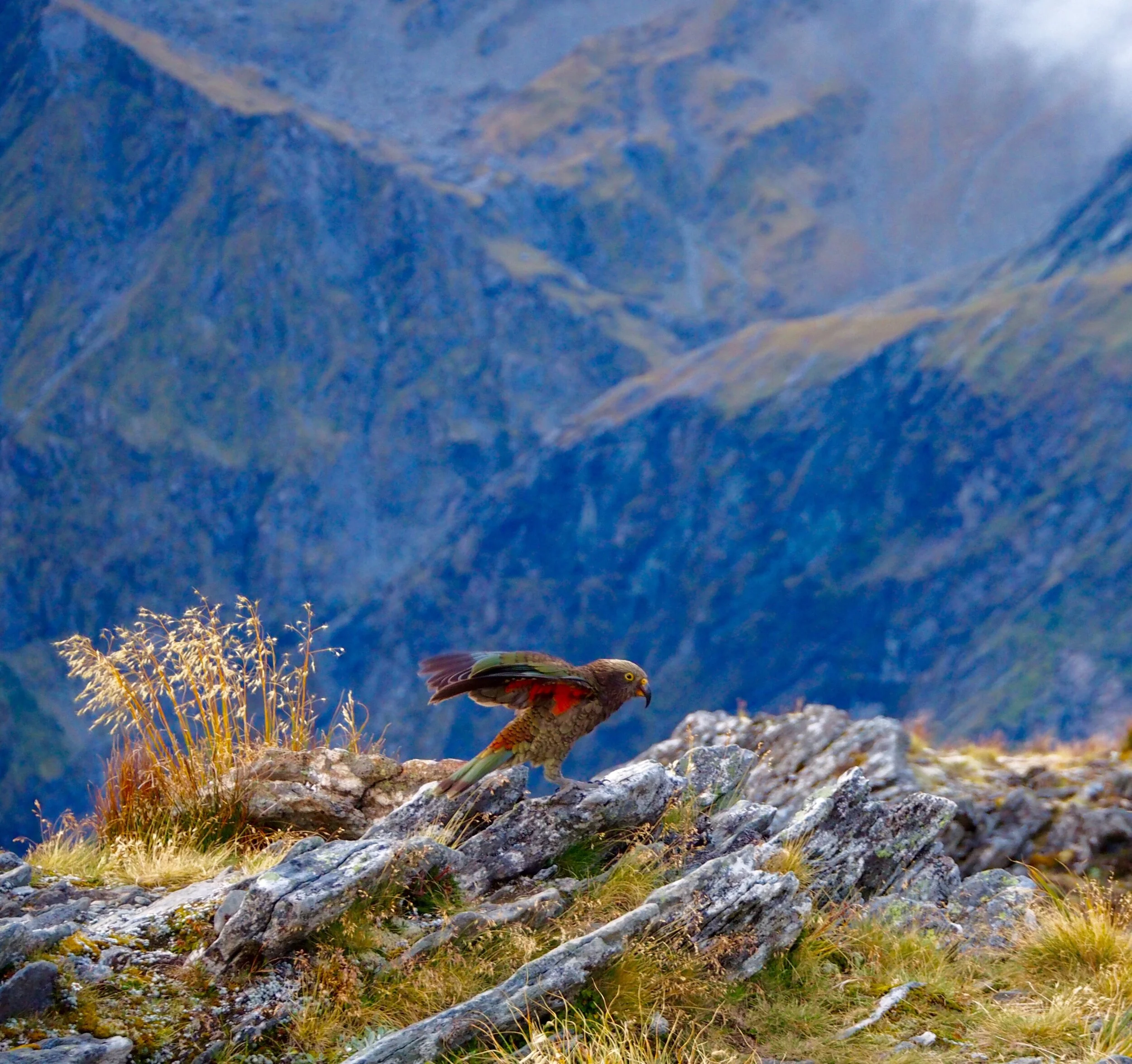 Mt Aspiring national park osa 2