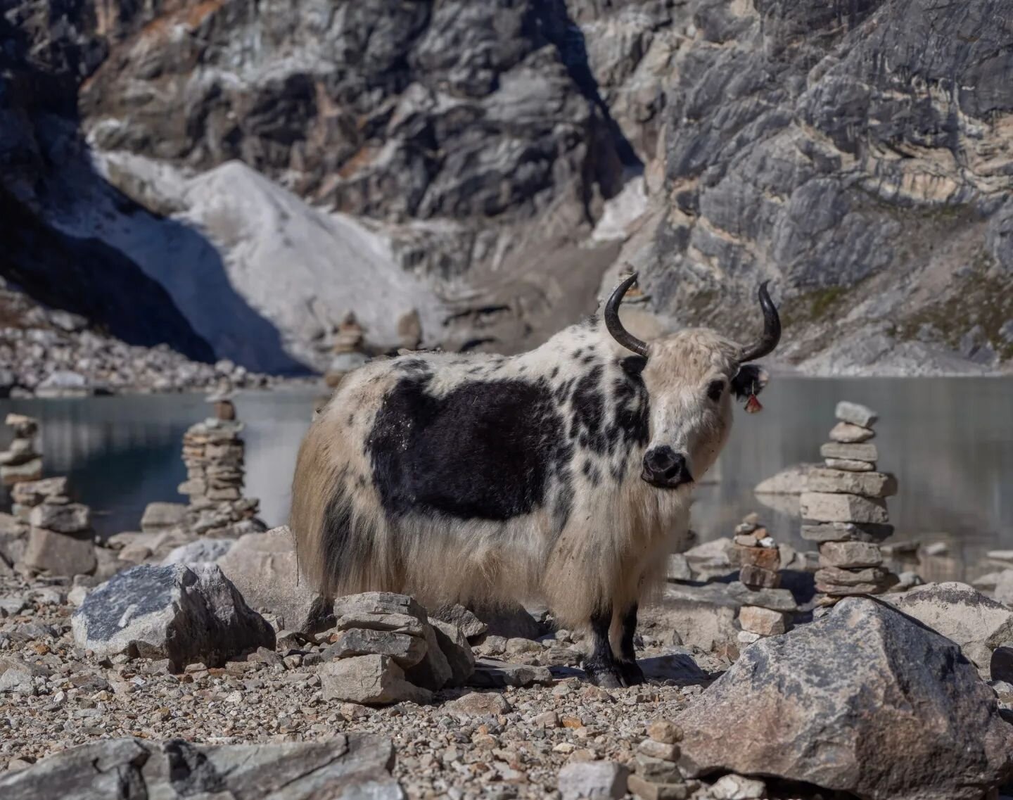 Day 25 was a rest day in Samagaon. By Birendra Tal lake I met some more of my favourite animals 🐮
.
.
.
.
.
.
.
#yak #spiritanimal #nepal #manaslucircuit #ght #ght2023 #greathimalayatrail #himalaya #hiking #mountains #mountainlove #highaltitude #adv