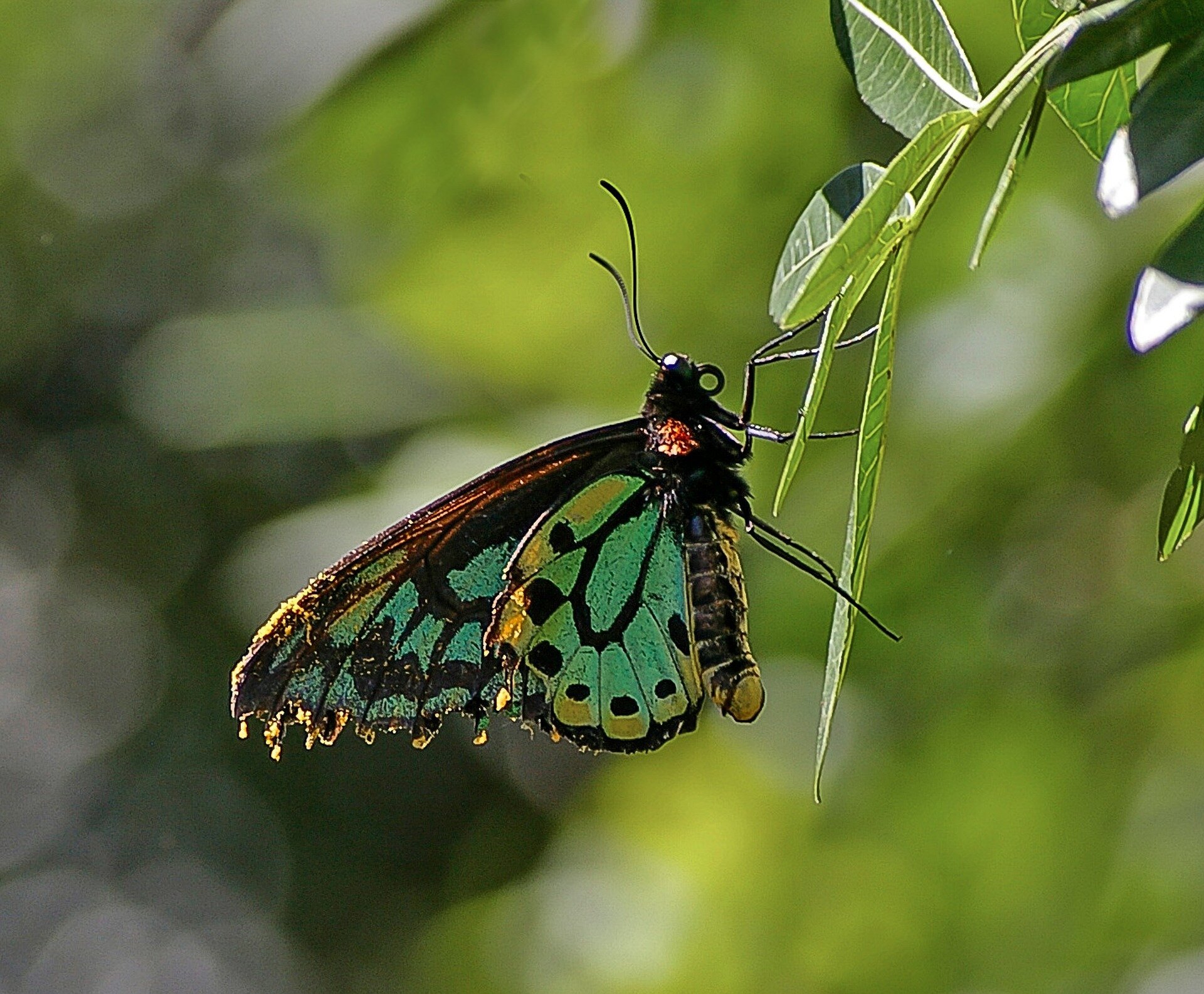 richmond-birdwing-butterfly-671567_1920.jpg