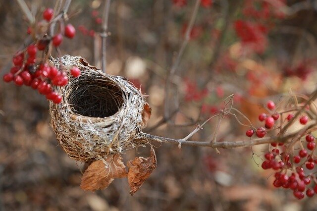 the-birds-nest-3826363_640.jpg