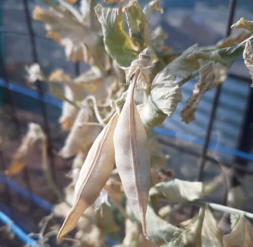 Pea-Pods-Drying-on-the-Plant.jpg