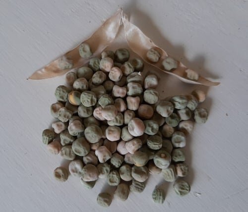 Drying-and-Saving-Peas-for-Seed.jpg