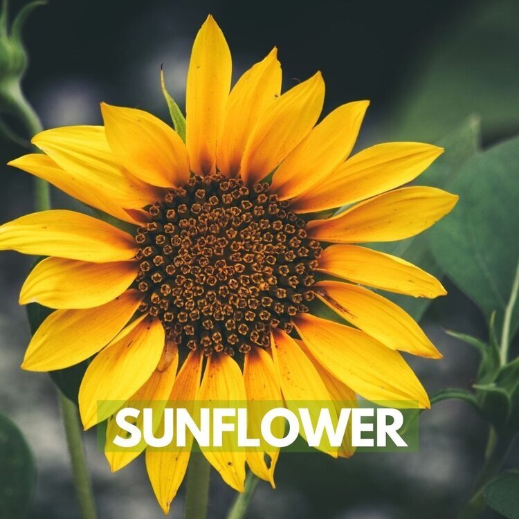 sunflowers