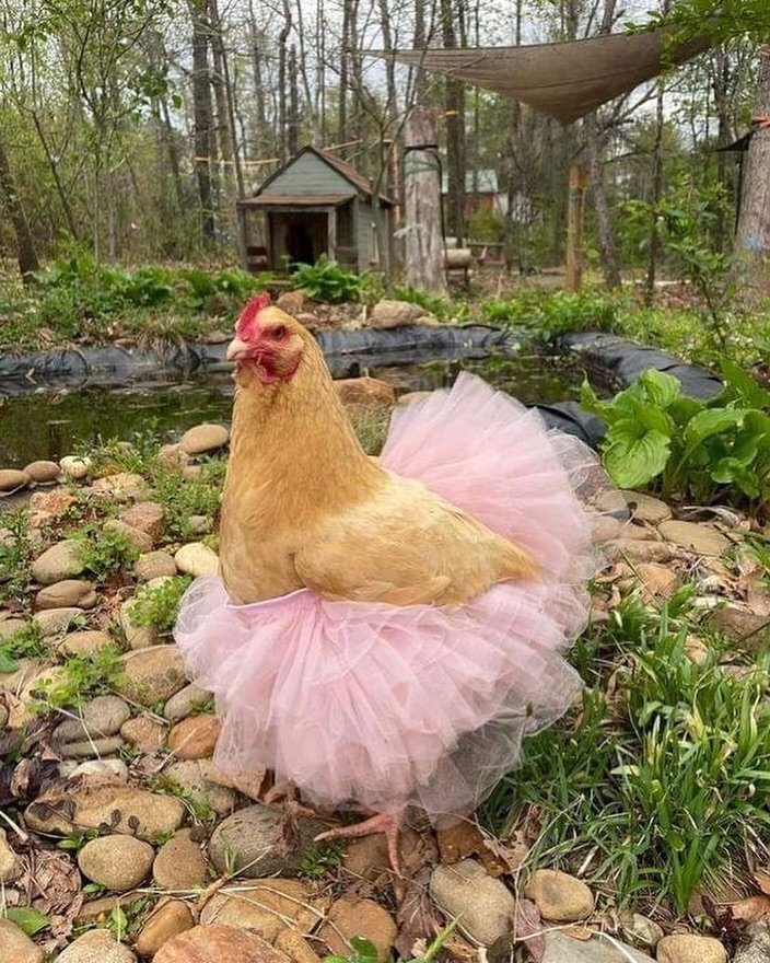Happyyy Saturday! Hope your day is as fab as this chook rocking a tutu 🐓💘

#happysaturday