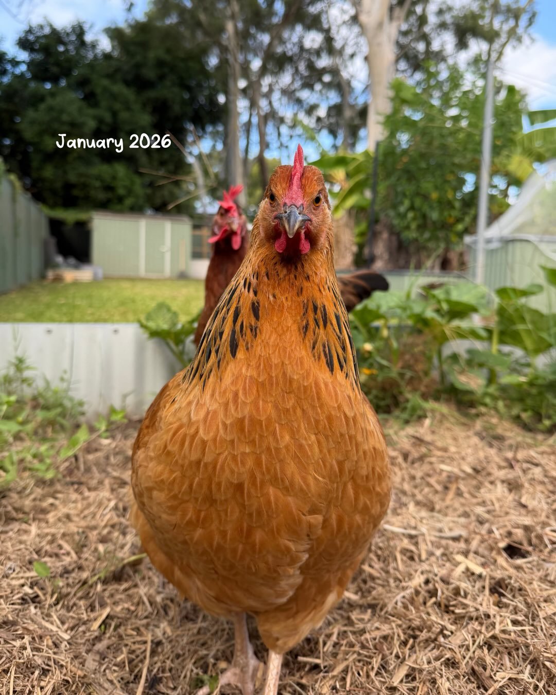 They grow up so fast 🥹🫶 

From August 2025 to now! (January 2026)