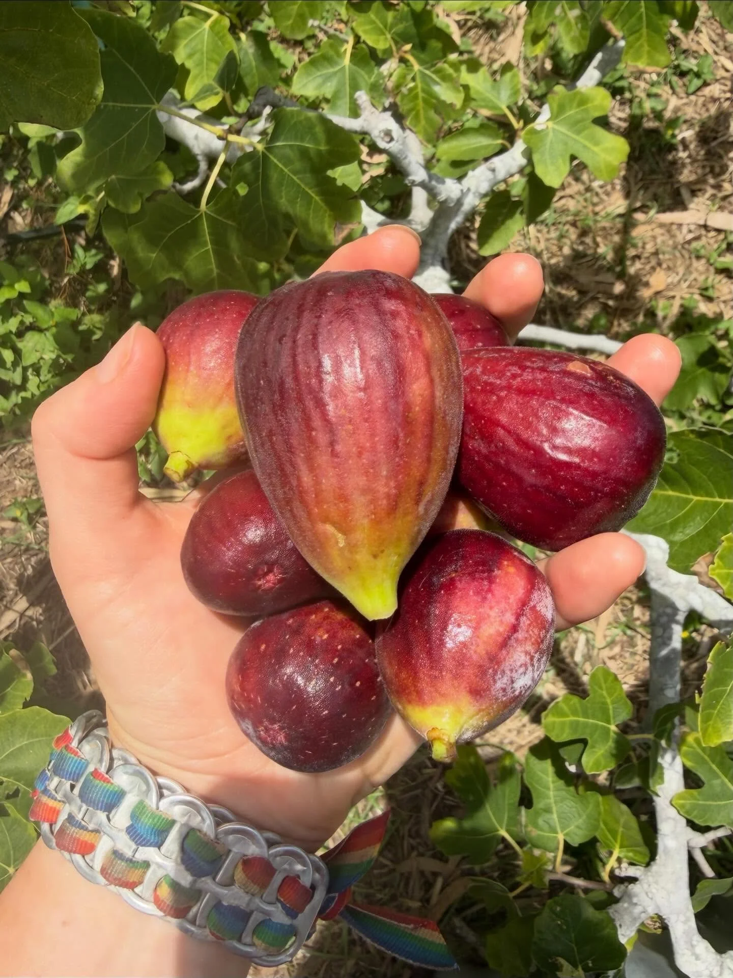The fig tree is POPPING OFF at the moment!! 😍 What are your garden highlights for January! 🌱