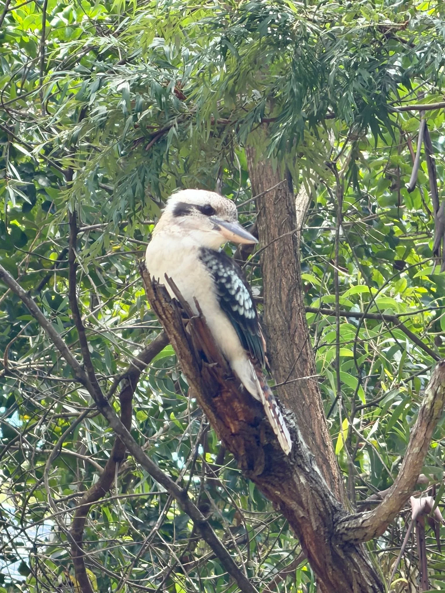 What's the last pic of nature your took on your phone? This is mine 🌿☺️