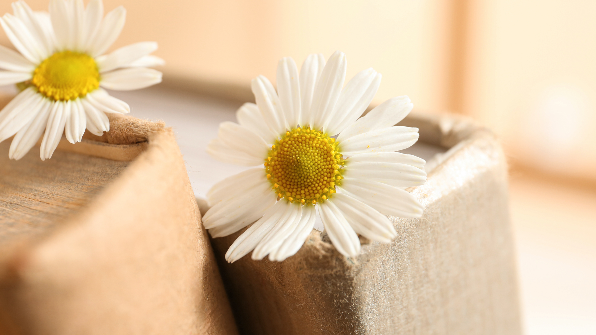 7 fabuleux bienfaits de la Camomille